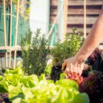 The Most Common Companion Plants for Vegetables