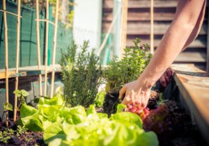 The Most Common Companion Plants for Vegetables