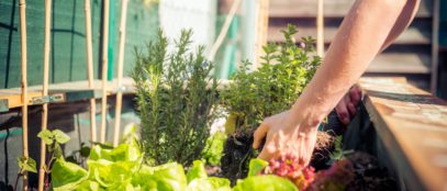 The Most Common Companion Plants for Vegetables