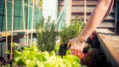 The Most Common Companion Plants for Vegetables
