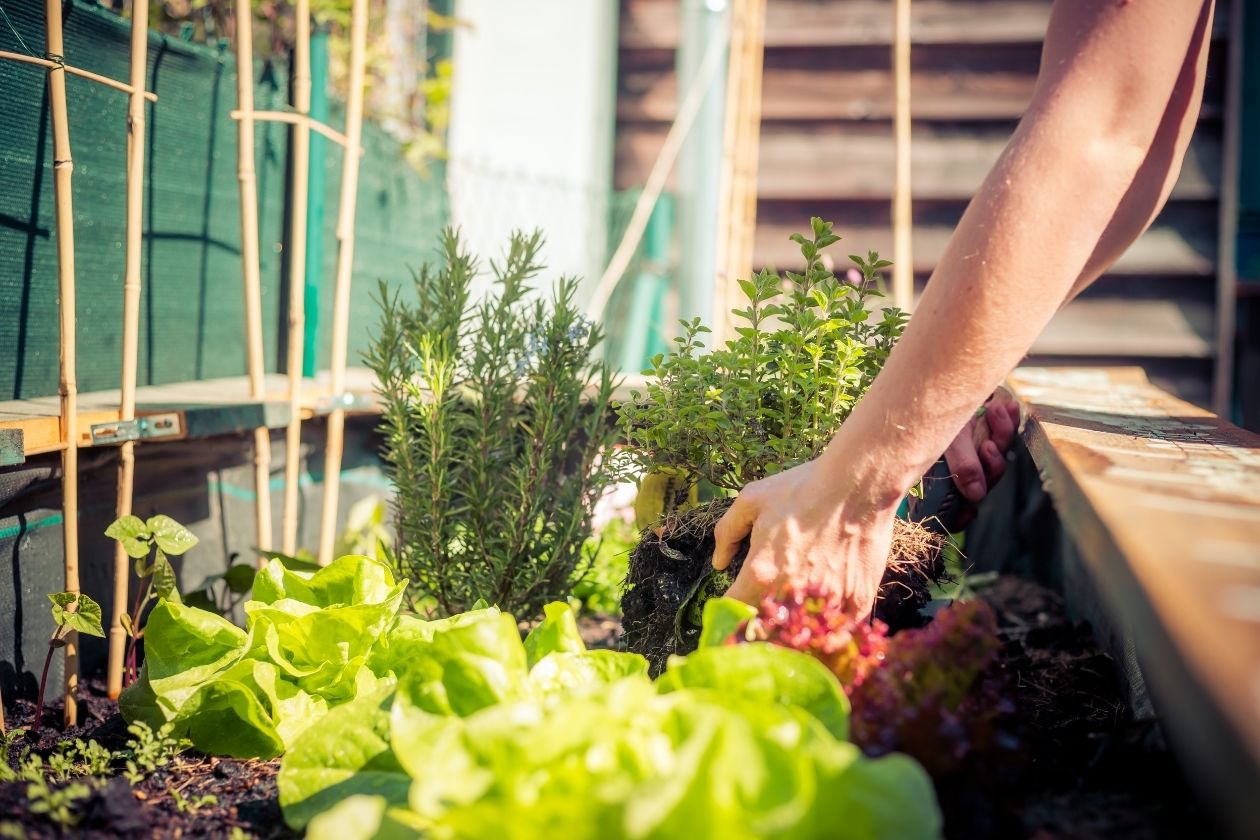 The Most Common Companion Plants for Vegetables
