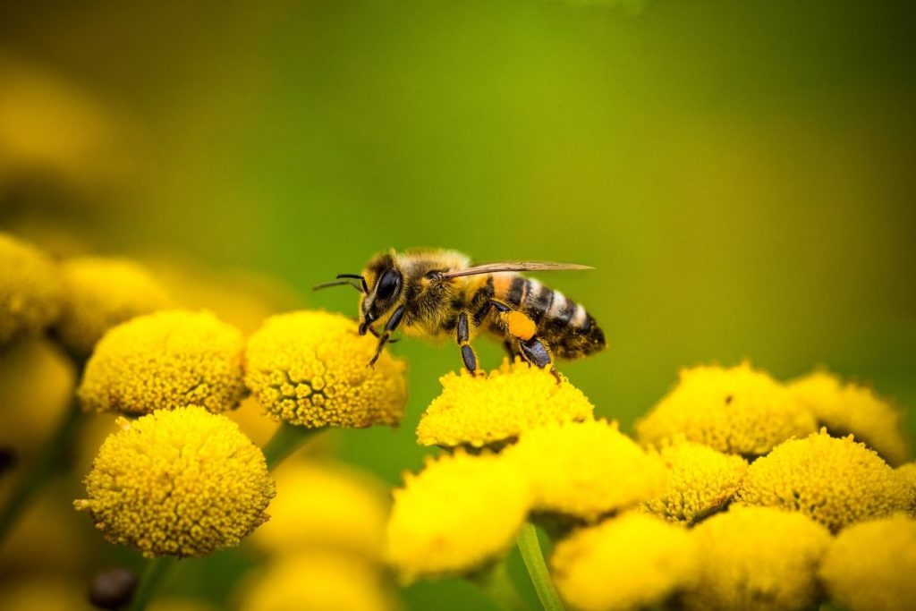 does bee pollen help with allergies