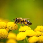 Why Bee Pollen Might Help Allergies