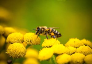 Why Bee Pollen Might Help Allergies