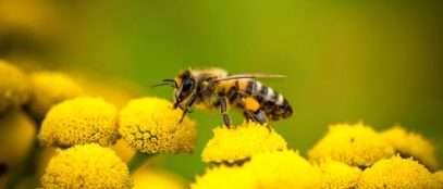 Why Bee Pollen Might Help Allergies
