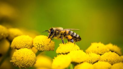 Why Bee Pollen Might Help Allergies