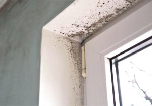 Reasons To Be Monitoring the Humidity Levels in Your Home