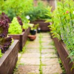 Tips on How To Start Your Own Vegetable Garden