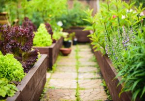 Tips on How To Start Your Own Vegetable Garden