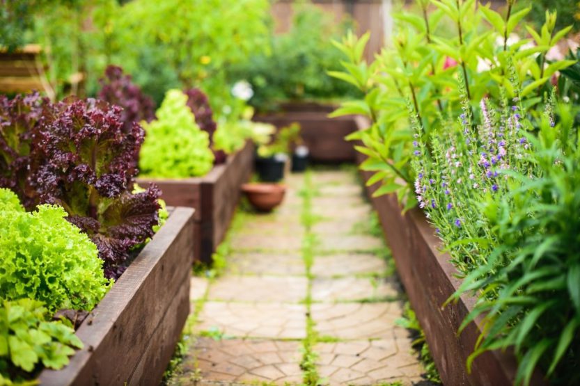 Tips on How To Start Your Own Vegetable Garden