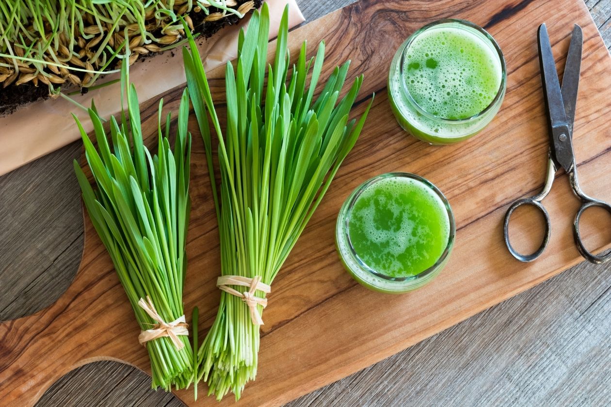 The Dos and Don’ts of Juicing Wheatgrass