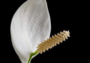 4 Home Renovation Projects That Better Your Health