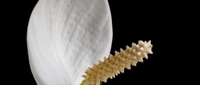 4 Home Renovation Projects That Better Your Health