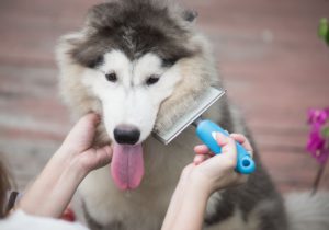 Year-Round Allergies: 3 Common Causes of Indoor Allergies