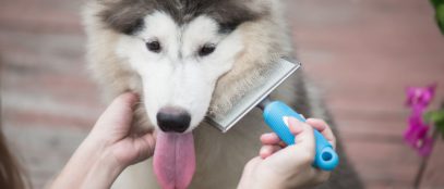 Year-Round Allergies: 3 Common Causes of Indoor Allergies