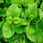 5 Best Herbs To Help With Anxiety and Stress