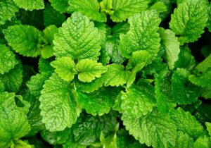 5 Best Herbs To Help With Anxiety and Stress