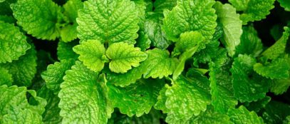 5 Best Herbs To Help With Anxiety and Stress