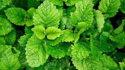 5 Best Herbs To Help With Anxiety and Stress