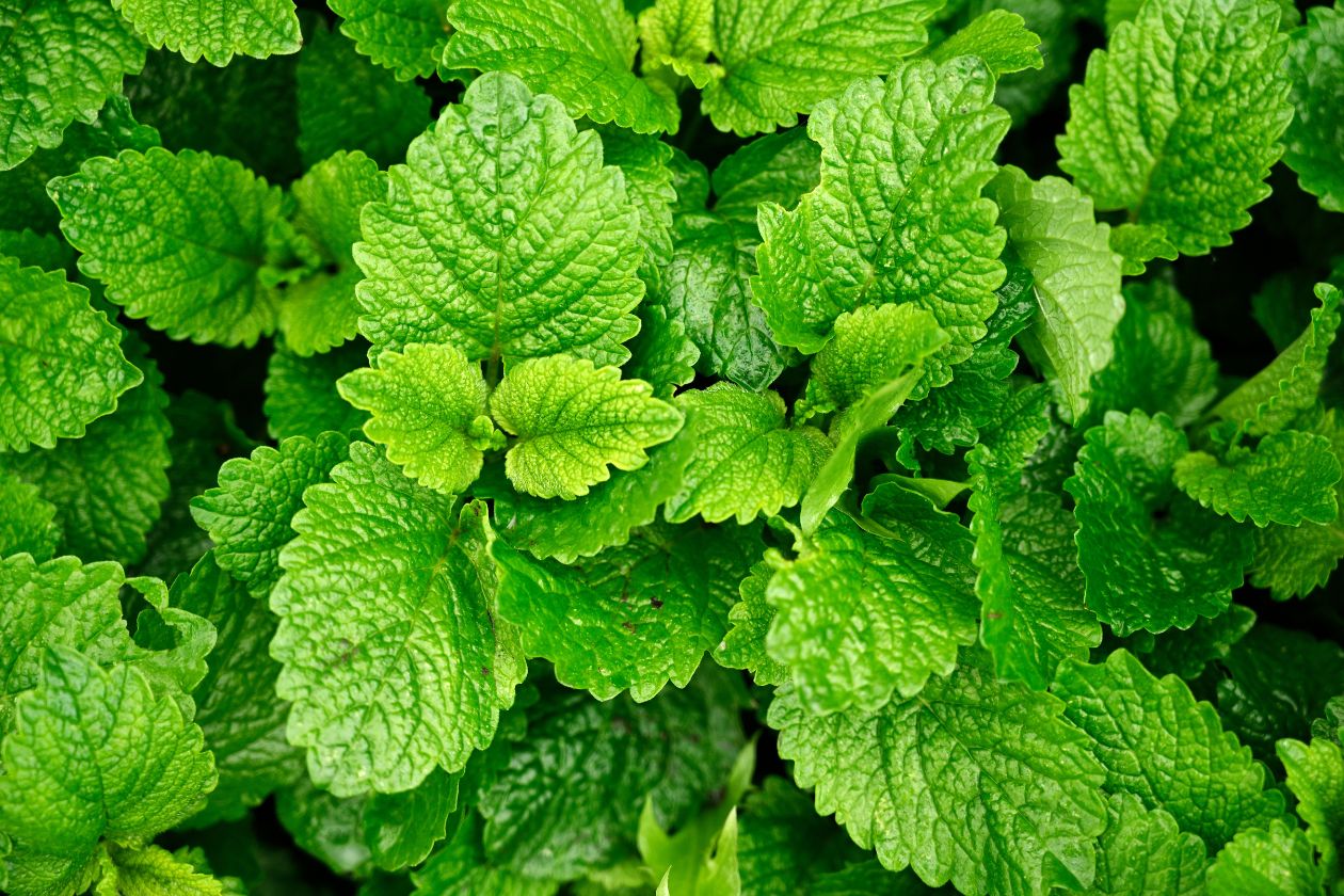 5 Best Herbs To Help With Anxiety and Stress