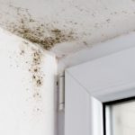 Common Health Risks Associated With Mold Exposure