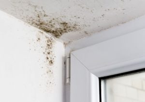 Common Health Risks Associated With Mold Exposure