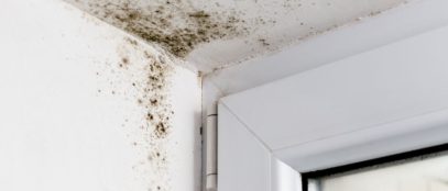 Common Health Risks Associated With Mold Exposure