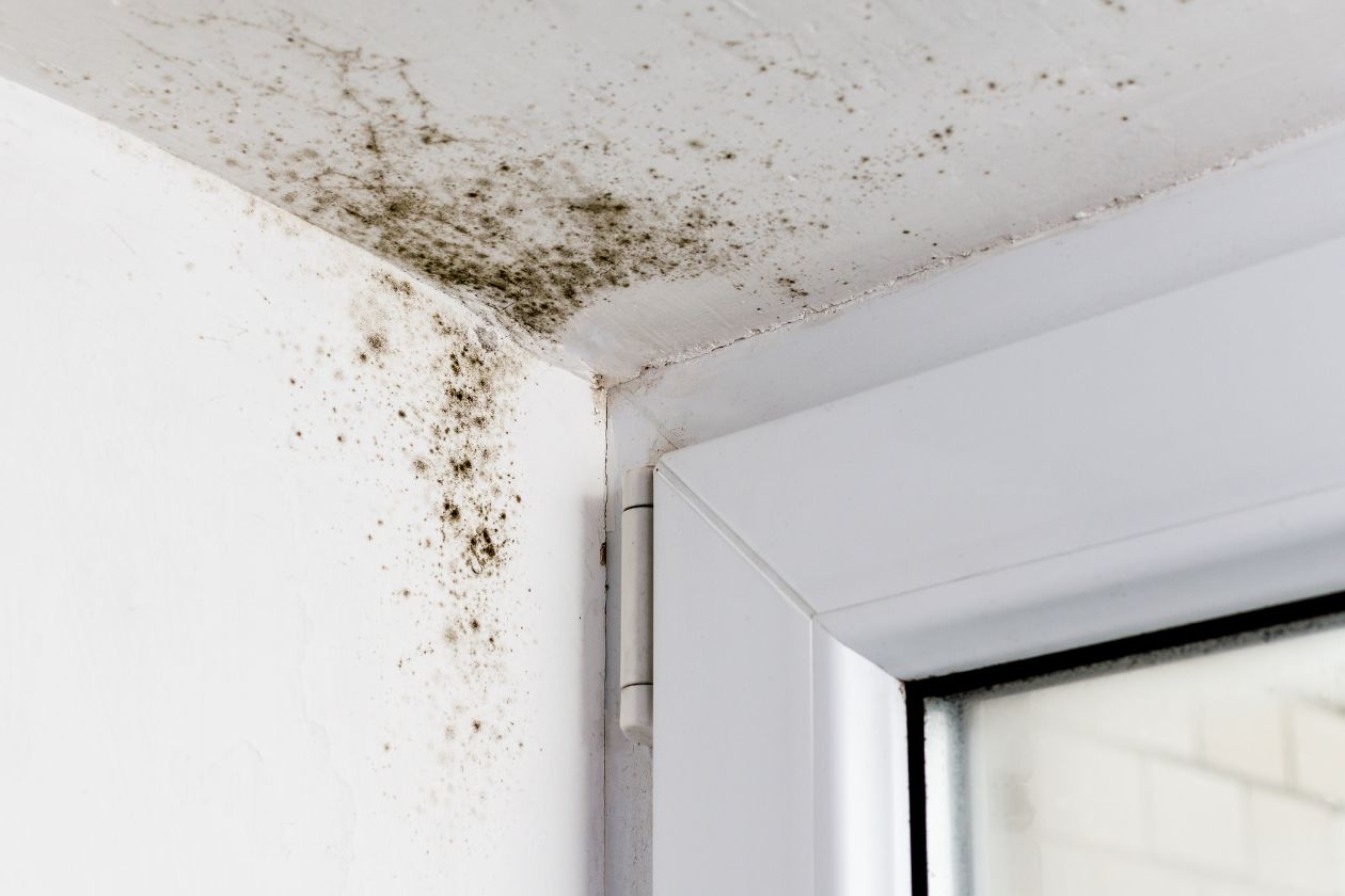 Common Health Risks Associated With Mold Exposure